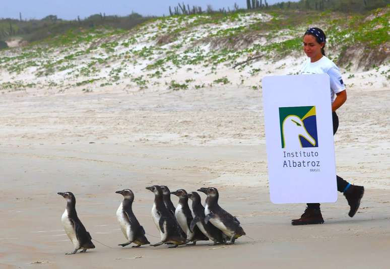 The penguins are returned to the sea, in Cabo Frio, Rio de Janeiro