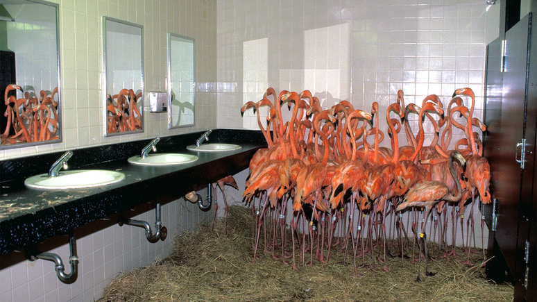 Zool&oacute;gico de Miami abrigou flamingos em um banheiro masculino durante o furac&atilde;o Andrew em 1992