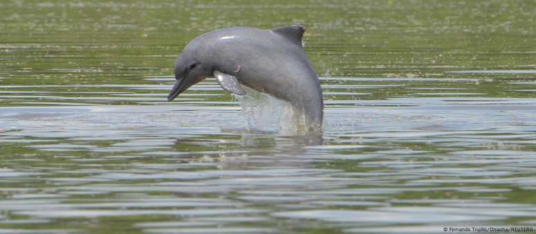 Popula&ccedil;&atilde;o do boto Tucuxi diminui 75% entre 1994 e 2016 na reserva Mamirau&aacute;