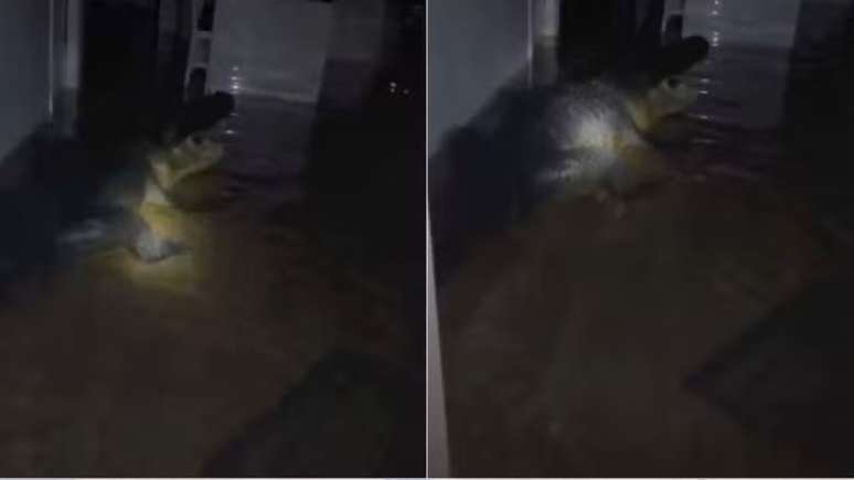Crocodilos invadem casas ap&oacute;s passagem do furac&atilde;o Milton