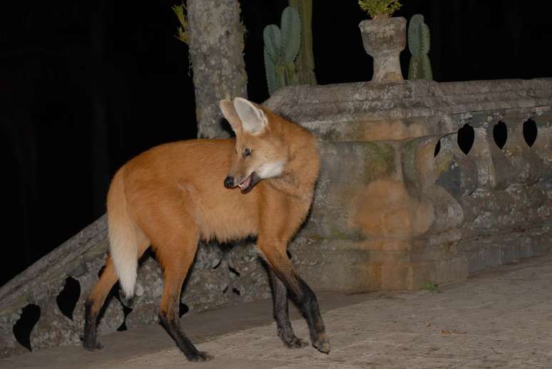 Lobo-guará no Santuário do Caraça 