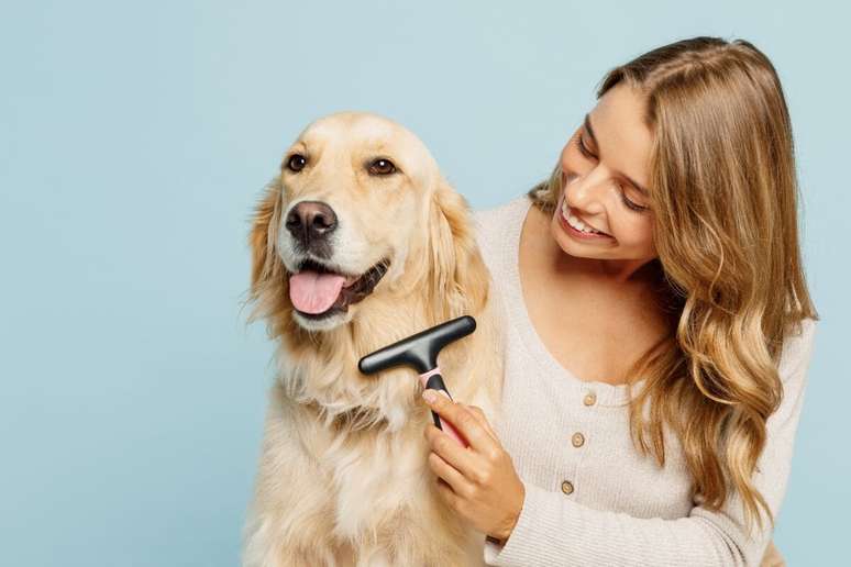 Evite transtornos com a pelagem do seu cachorro de pelo longo com cuidados preventivos