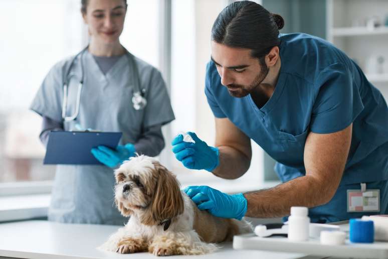 Cachorros de pelagem longa podem apresentar maior predisposição a parasitas como pulgas e carrapatos, demandando cuidados específicos como inspeção constante 