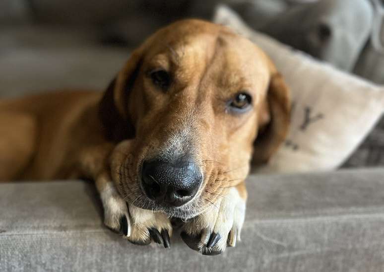 Olhar para seu cachorro pode conectar seus cérebros, sugere pesquisa