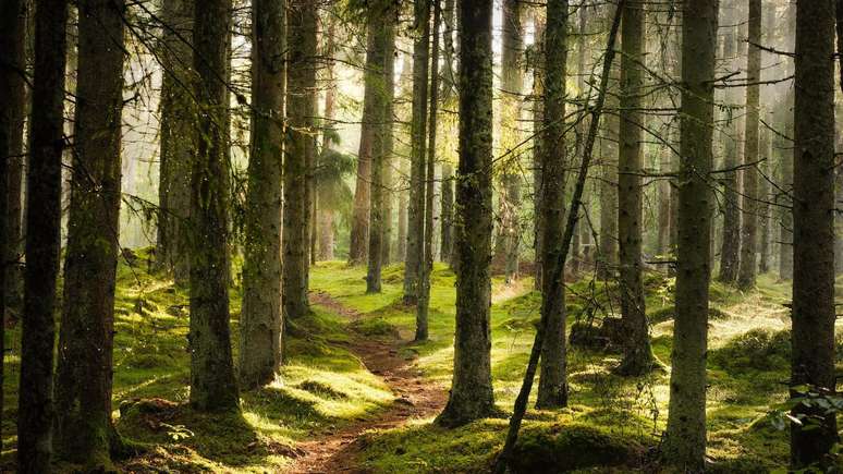 Grande parte da comunicação entre as plantas acontece no subsolo, facilitada por grandes redes de fungos conhecidas como 'rede global florestal' ou 'internet das árvores'