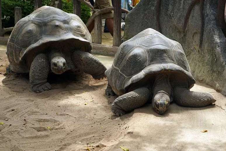 Tartaruga gigante das Galápagos - É a maior espécie de tartaruga no planeta e o 10º réptil mais pesado do mundo. Pode chegar a 400 kg, com 1,80m de comprimento. E é um dos vertebrados que vivem por mais tempo: até 170 anos! 