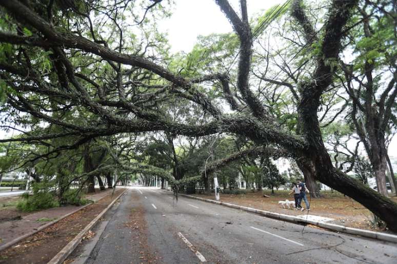 Queda de árvore na zona oeste de São Paulo