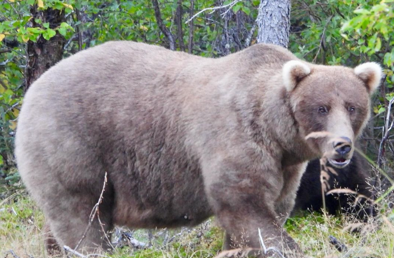 Grazer, der Gewinnerbär der Fat Bear Week 2024