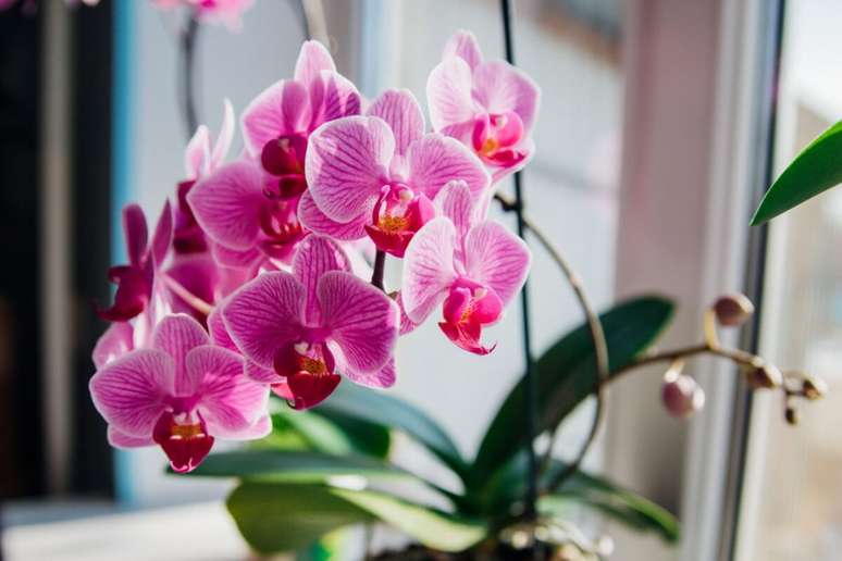 A orquídea phalaenopsis combina com todos os ambientes da casa