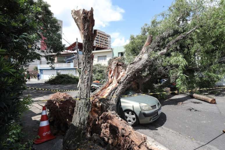 Tempestade derruba árvore sobre carros na Rua Catão no bairro da Lapa, zona oeste.