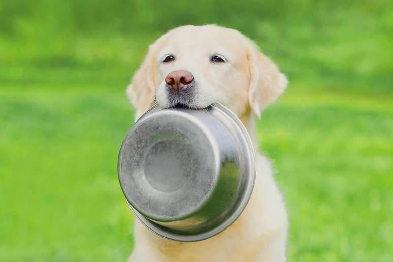 Má alimentação está entre os principais vilões do sobrepeso entre os pets 