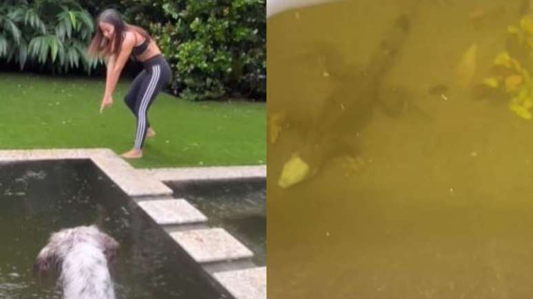 Após passagem de furacão, Anitta encontra animal dentro da piscina de sua casa