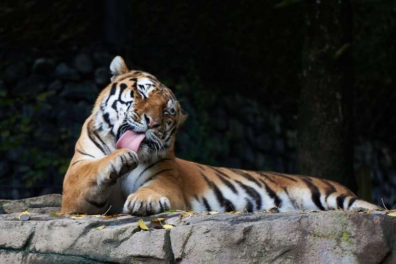 Tanto gatos quanto tigres têm o hábito de se limpar frequentemente usando a língua 