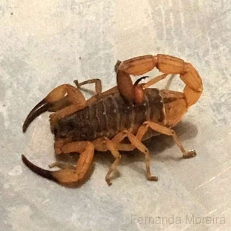 Escorpião-amarelo - Seu veneno é ainda mais forte que o do escorpião-marrom. Ele mede cerca de 7 cm. Ambas as espécies podem causar danos ao sistema nervoso, dor, bolhas na pele, tosse, vômito e falta de ar.