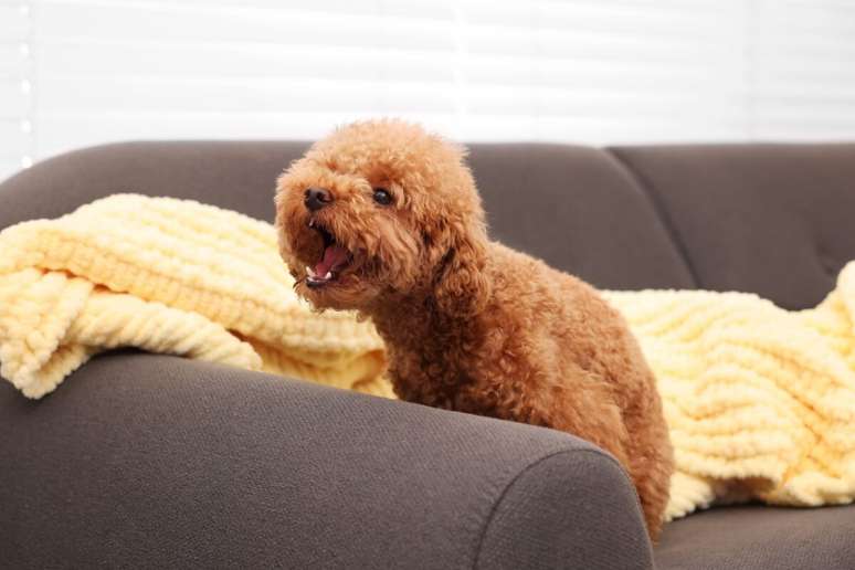 Os cães podem vocalizar mais que o normal quando estão com dor 