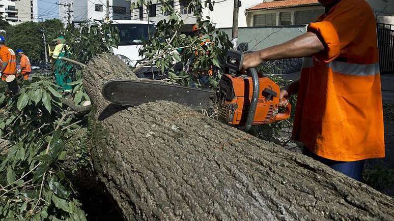 Tratar as árvores como vilãs vai piorar os problemas da cidade, diz Ricardo Cardim