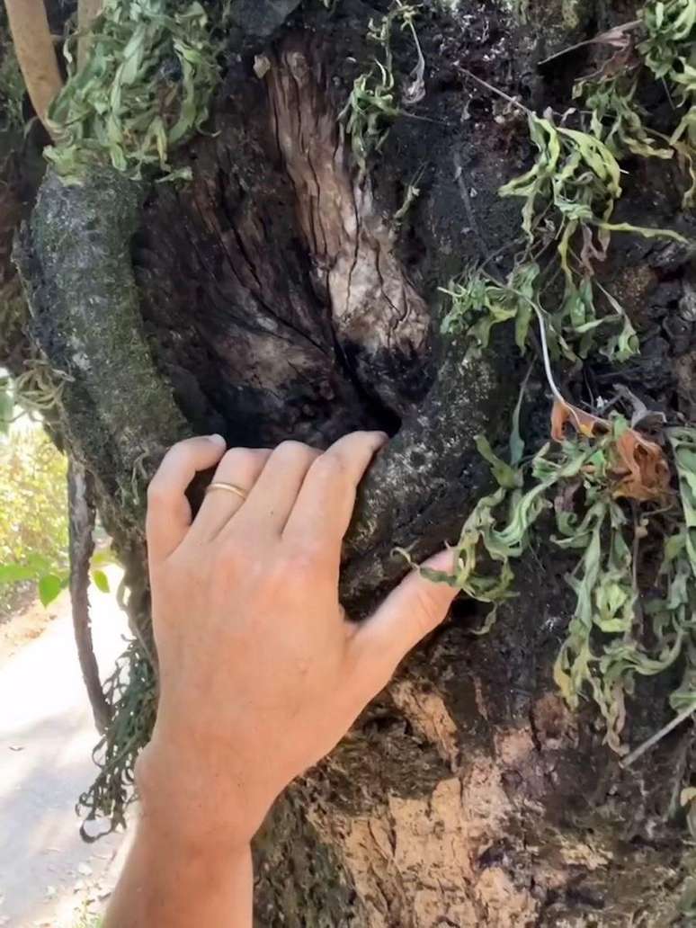 Poda de galhos grandes, que a árvore não consegue cicatrizar, podem ser a sentença de morte da planta, diz Cardim