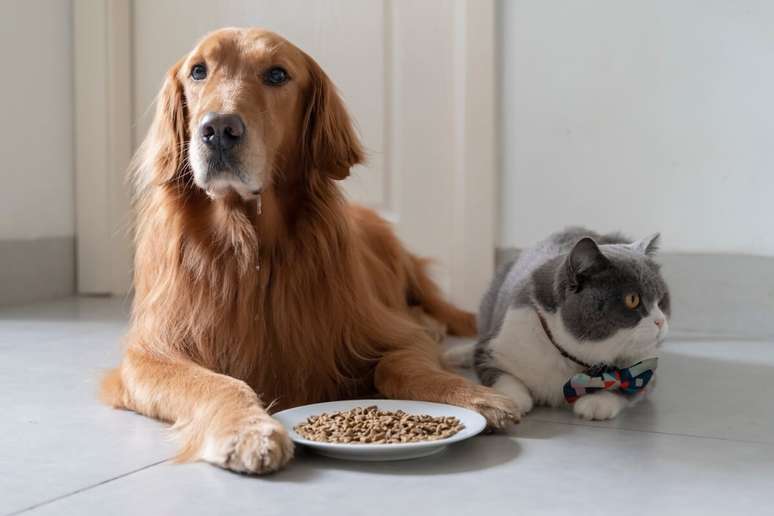 Dieta equilibrada conforme as necessidades dos animais ajuda a evitar problemas como obesidade e diabetes 