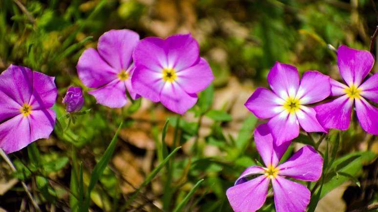 A Lua Rosa, de abril, recebeu este nome por causa da versão cor de rosa desta flor