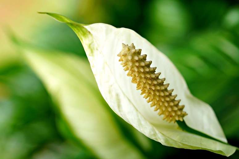 Lírio-da-paz, flor que também é conhecida como copo de leite