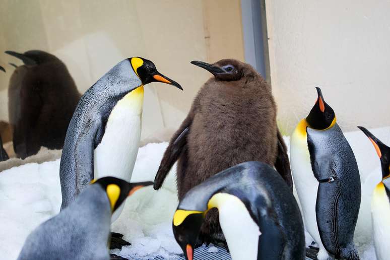 Tietado por estrelas, eternizado em brinquedo: o que faz de Pesto, o bebê pinguim gigante, um fenômeno mundial? 