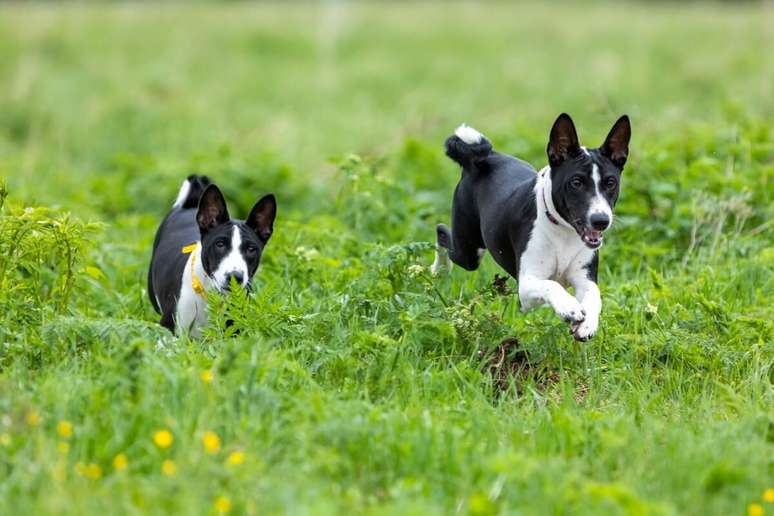 Os cachorros basenji necessitam de brincadeiras e exercícios físicos para evitar o tédio 