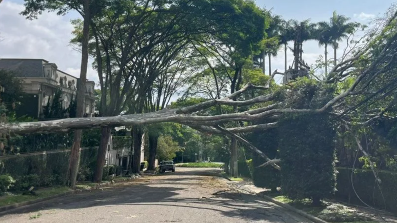 Árvore caída no bairro Cidade Jardim