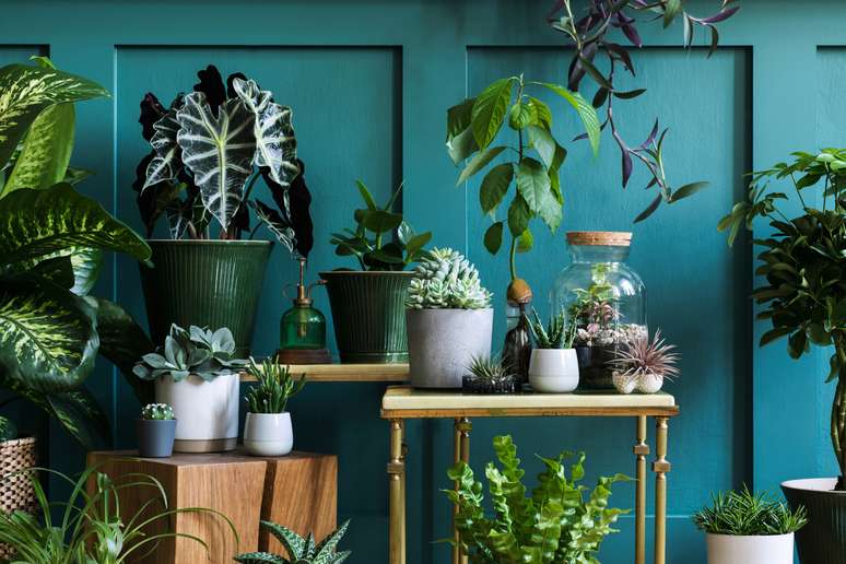 Plantas e flores trazem energia positiva para o lar