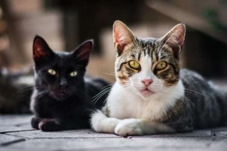 Gatos amassam pãozinho há mais de 1000 anos, revela estudo