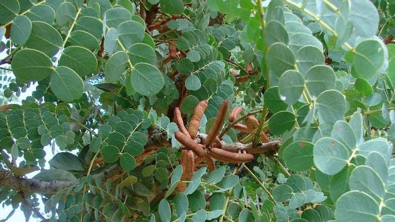 O Barbatimão é uma planta de enorme força, não só no aspecto físico, mas principalmente em sua atuação espiritual