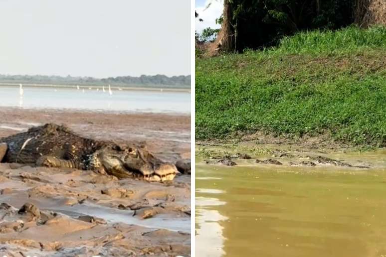 অ্যামাজোনাসে খরার সময় মৎস্যজীবী অ্যালিগেটর নিয়ে হ্রদ পার হচ্ছেন; ভিডিও