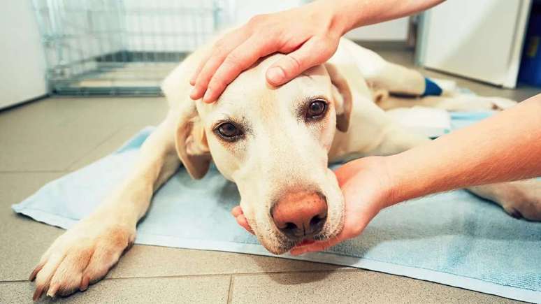 A identificação precoce do câncer em pets é fundamental para o controle da doença