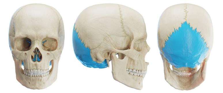 A região occipital, destacada em azul na imagem, compreende a base do crânio