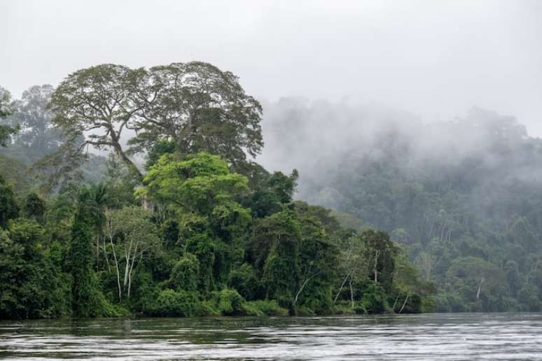 Parque Estadual das Árvores Gigantes só pode ser acessado de barco, após oito dias de viagem pelo Rio Jari.