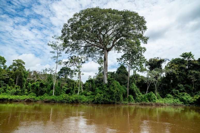 Angelim-vermelho no Parque Estadual das Árvores Gigantes tem 88,5 metros de altura e 400 anos de vida.