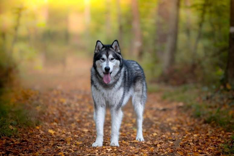 Apesar das diferenças comportamentais e físicas, os cachorros e os lobos têm muitas semelhanças genéticas e biológicas