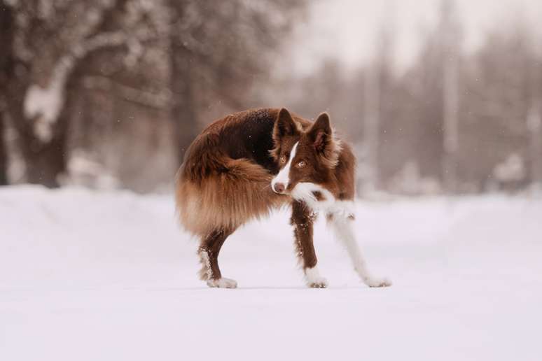 Tanto o cachorro quanto o lobo utiliza os movimentos da cauda e das orelhas para se comunicar com outros membros do grupo 