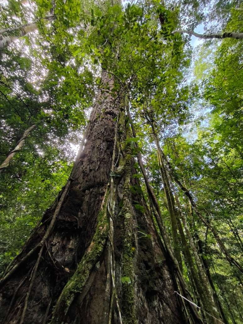 Árvores têm quase 10 metros de circunferência e um ecossistema próprio; solo onde elas crescem também é especial.