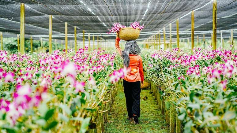 O Jardim Nacional de Orquídeas possui mais de mil espécies e 2 mil híbridos em exposição