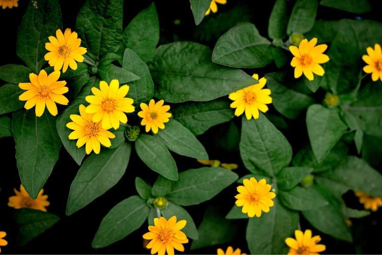 A arnica é uma planta valorizada por suas diversas propriedades medicinais