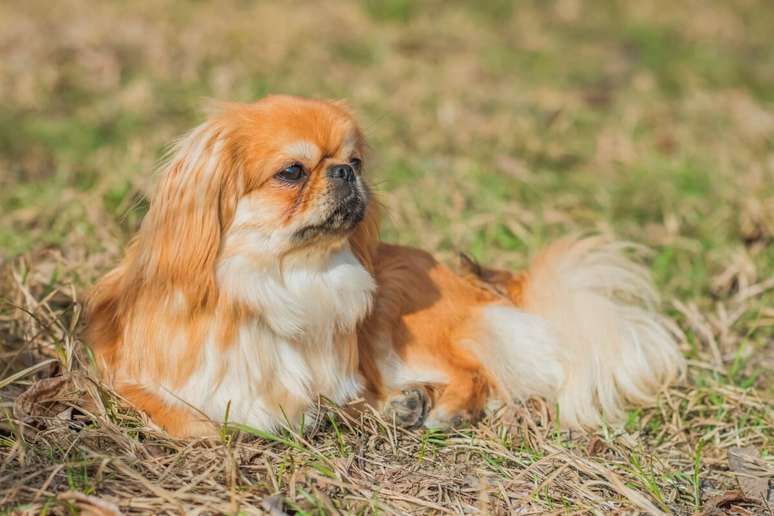 O pequinês é um cachorro corajoso e leal