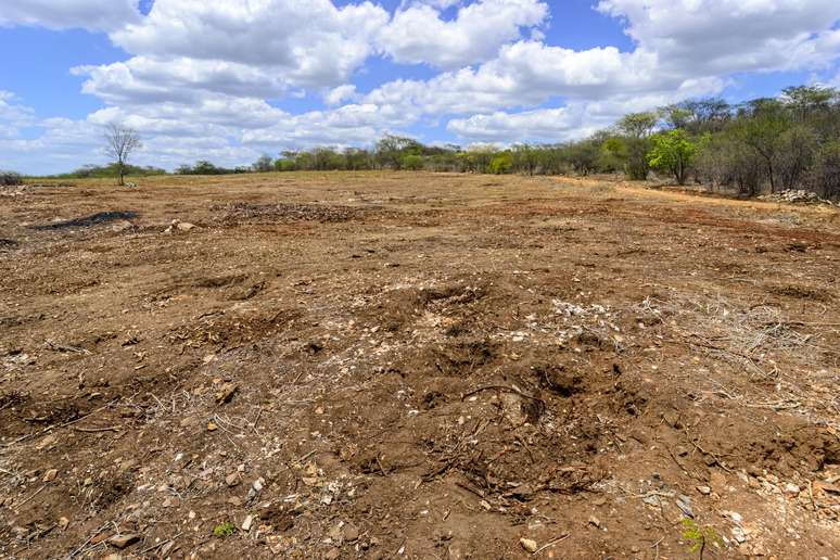 Caatinga é uma das áreas afetadas pela desertificação