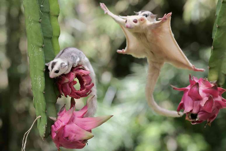 Os petauros-do-açúcar não são parentes dos esquilos voadores. I Wayan Sumatika/Shutterstock