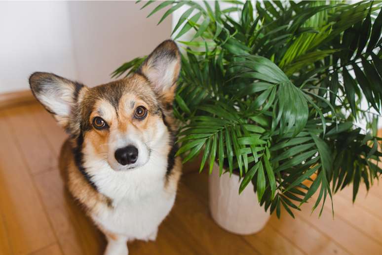 É importante ficar atento aos sintomas da ingestão de plantas tóxicas e procurar ajuda veterinária 