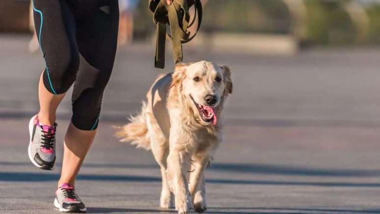 Veja como caminhar com o seu pet com saúde e segurança