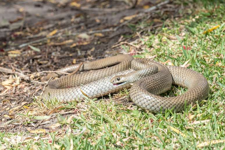 Caso de picada de cobra foi registrado na Austrália