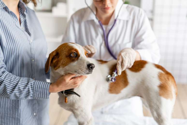 Descubra mais sobre a gripe canina ou tosse dos canis e saiba como proteger seu cachorro dessa doença respiratória infecciosa