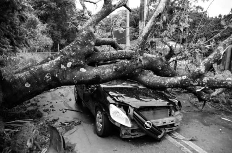 Árvore cai sobre carro no bairro Cercado Grande, em Itapira; homem de 37 anos morreu