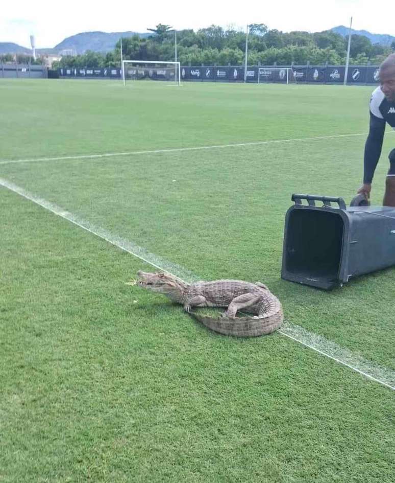 Funcionário do Vasco tenta retirar jacaré do gramado do CT –