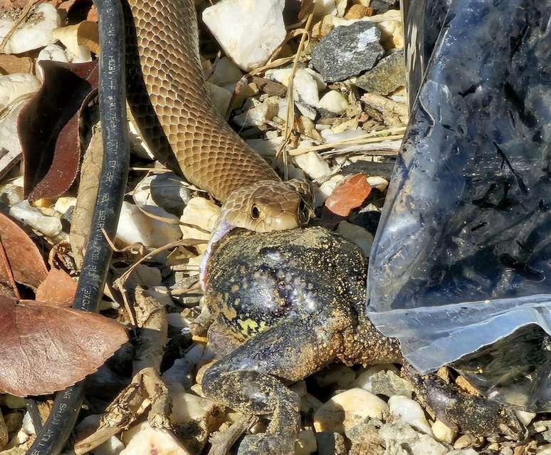 Cobra devora sapo na Austrália